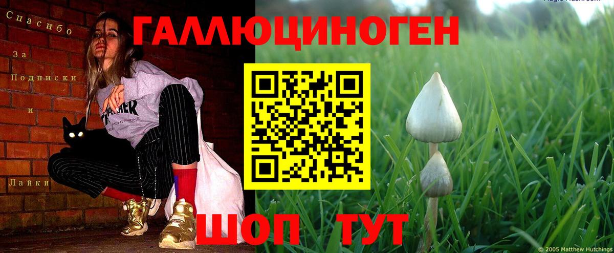 Псилоцибиновые грибы Psilocybine cubensis Зеленодольск